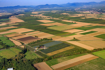 Vue aérienne de Ferme d'asperges et de fruits Gensheimer au Lindenhof à Steinweiler dans le département Rhénanie-Palatinat, Allemagne
