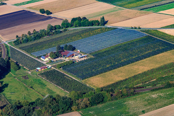 Vue aérienne de Ferme d'asperges et de fruits Gensheimer au Lindenhof à Steinweiler dans le département Rhénanie-Palatinat, Allemagne
