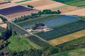 Photographie aérienne de Ferme d'asperges et de fruits Gensheimer au Lindenhof à Steinweiler dans le département Rhénanie-Palatinat, Allemagne