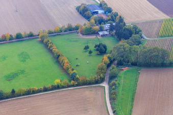 Photographie aérienne de Paddock de Trakehner-Friedrich à Minfeld dans le département Rhénanie-Palatinat, Allemagne