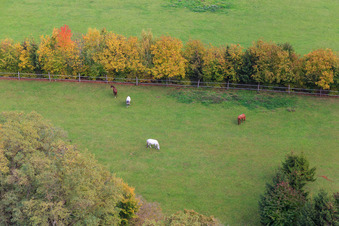 Enregistrement par drone de Paddock de Trakehner-Friedrich à Minfeld dans le département Rhénanie-Palatinat, Allemagne