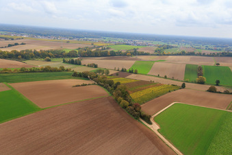 Vue aérienne de Vignobles du Fassbrunnen à Freckenfeld dans le département Rhénanie-Palatinat, Allemagne