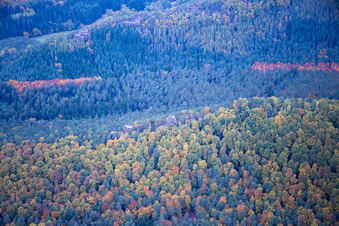 Vue aérienne de Forêt d'automne des Vosges du Nord à Dambach à Dambach dans le département Bas Rhin, France