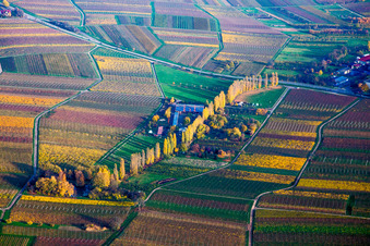 Vue aérienne de Rangée de peupliers aux couleurs d'automne entre les vignes de l'Aalmühl dans le Palatinat à Ilbesheim bei Landau dans le département Rhénanie-Palatinat, Allemagne