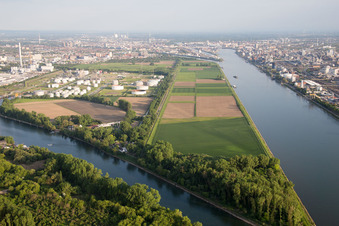 Vue aérienne de BASF Friesenheim à le quartier Neckarstadt-West in Mannheim dans le département Bade-Wurtemberg, Allemagne