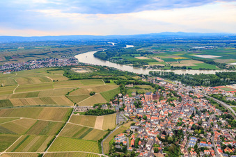 Vue aérienne de Vue sur la ville entre les vignes et le Rhin à Oppenheim dans le département Rhénanie-Palatinat, Allemagne