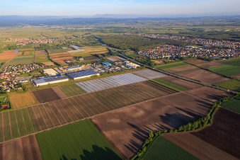 Vue aérienne de Zone industrielle Industriestraße et FRIGO-TRANS GmbH et Van Driel Transport Deutschland GmbH (transmission de fret / transport de citernes et de conteneurs) à Fußgönheim dans le département Rhénanie-Palatinat, Allemagne