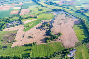 Vue aérienne de Roseaux dans la réserve naturelle Rheinheimer Teich à le quartier Spachbrücken in Reinheim dans le département Hesse, Allemagne
