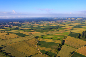Vue aérienne de Champs et prairies du sud du Palatinat jusqu'au Bienwald à Schweighofen dans le département Rhénanie-Palatinat, Allemagne