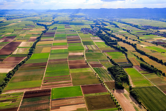 Vue aérienne de Champs à Modenbach, Hirschgraben et Brühlgraben à Freimersheim dans le département Rhénanie-Palatinat, Allemagne