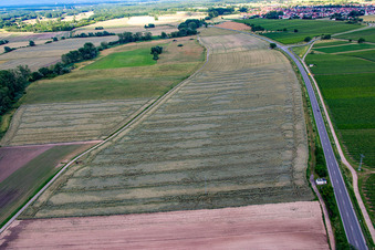 Vue oblique de Champ de céréales endommagé par la tempête à le quartier Geinsheim in Neustadt an der Weinstraße dans le département Rhénanie-Palatinat, Allemagne