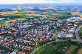 Vue aérienne de Au pâturage des vaches à Weinheim dans le département Bade-Wurtemberg, Allemagne