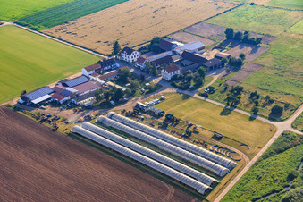 Vue aérienne de Ferme d'asperges et de fraises Hartenauer Hof et à Bickenbach dans le département Hesse, Allemagne