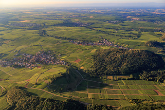 Vue aérienne de Vignoble de Kastanienbusch du nord-est à Birkweiler dans le département Rhénanie-Palatinat, Allemagne