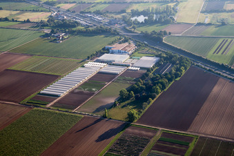 Vue aérienne de Enza Zaden Germany GmbH à le quartier Dannstadt in Dannstadt-Schauernheim dans le département Rhénanie-Palatinat, Allemagne