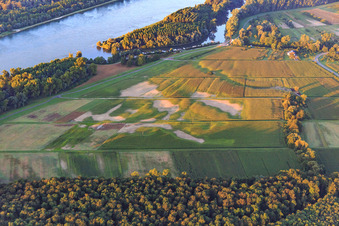 Vue aérienne de Champs endommagés par la sécheresse dans les prairies du Rhin à Neuburg am Rhein dans le département Rhénanie-Palatinat, Allemagne