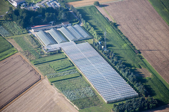 Vue aérienne de Fleurs de berger à le quartier Mechtersheim in Römerberg dans le département Rhénanie-Palatinat, Allemagne