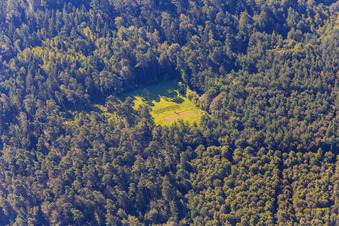 Vue aérienne de Clairière dans le Bienwald à le quartier Büchelberg in Wörth am Rhein dans le département Rhénanie-Palatinat, Allemagne