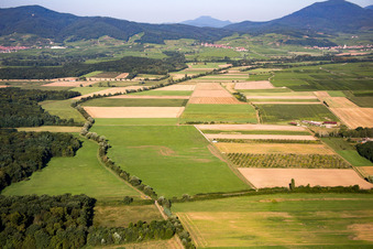 Vue aérienne de Plateforme ULM à Epfig dans le département Bas Rhin, France