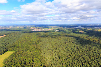 Vue aérienne de Clairière d'Otterbach dans le Bienwald en direction de Jockgrim à Kandel dans le département Rhénanie-Palatinat, Allemagne