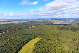Vue aérienne de Clairière d'Otterbach dans le Bienwald en direction de Jockgrim à Kandel dans le département Rhénanie-Palatinat, Allemagne