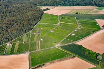 Vue aérienne de Hasensprung (viticulture) à le quartier Jöhlingen in Walzbachtal dans le département Bade-Wurtemberg, Allemagne