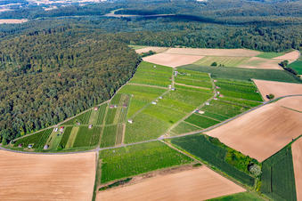 Vue aérienne de Paysage viticole des régions viticoles à le quartier Jöhlingen in Walzbachtal dans le département Bade-Wurtemberg, Allemagne