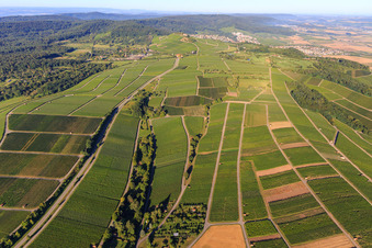 Vue aérienne de Vignobles à Bönnigheim dans le département Bade-Wurtemberg, Allemagne