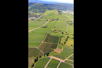 Photographie aérienne de Vignobles à Bönnigheim dans le département Bade-Wurtemberg, Allemagne