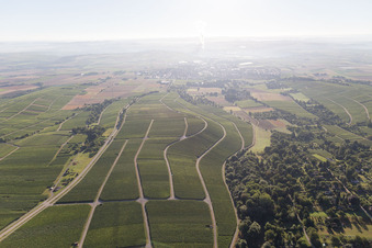 Vue oblique de Vignobles à Bönnigheim dans le département Bade-Wurtemberg, Allemagne