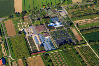 Vue aérienne de AMMANN Gartenkultur GmbH Pépinière à Steißlingen dans le département Bade-Wurtemberg, Allemagne