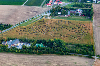 Vue aérienne de Labyrinthe de maïs à Dalheim dans le département Rhénanie-Palatinat, Allemagne