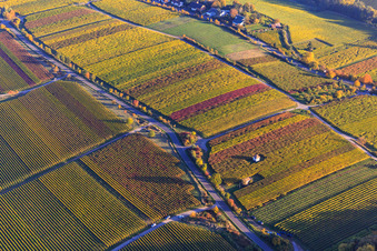 Vue aérienne de Maisons de vigne sur le Kieferberg dans des vignobles automnaux et colorés à Edenkoben dans le département Rhénanie-Palatinat, Allemagne