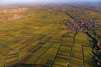 Vue aérienne de Lumière d'automne, vignes colorées des vignobles d'Edesheim à Hainfeld dans le département Rhénanie-Palatinat, Allemagne