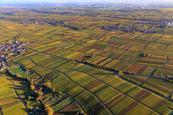 Vue aérienne de Lumière d'automne, vignes colorées des vignobles de Roschbach à Flemlingen dans le département Rhénanie-Palatinat, Allemagne