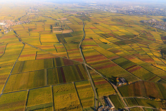 Vue aérienne de Lumière d'automne colorée des vignes des vignobles de Landau à Frankweiler dans le département Rhénanie-Palatinat, Allemagne