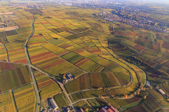 Vue aérienne de Lumière d'automne colorée des vignes des vignobles de Godramstein à Frankweiler dans le département Rhénanie-Palatinat, Allemagne