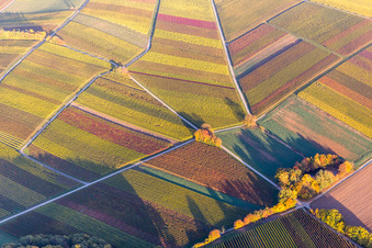 Vue aérienne de Structures du paysage viticole aux couleurs automnales des régions viticoles à le quartier Klingen in Heuchelheim-Klingen dans le département Rhénanie-Palatinat, Allemagne