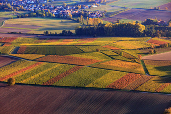 Vue aérienne de Lumière d'automne colorée des vignes des vignobles d'Oberhausen à Niederhorbach dans le département Rhénanie-Palatinat, Allemagne