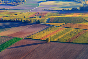 Vue aérienne de Lumière d'automne colorée des vignes des vignobles à Barbelroth dans le département Rhénanie-Palatinat, Allemagne