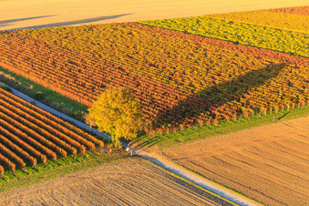 Vue aérienne de Lumière d'automne, vignes colorées des vignobles derrière le noyer à Billigheim-Ingenheim dans le département Rhénanie-Palatinat, Allemagne