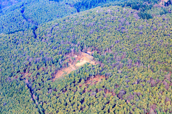 Vue aérienne de Chalet Trifelsblickhütte en hiver à Gleisweiler dans le département Rhénanie-Palatinat, Allemagne