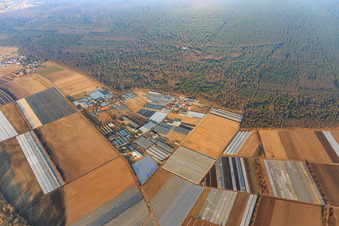 Vue aérienne de District de Gärtnersiedling avec la pépinière Molcz, la pépinière Bärli gmbH & Co.KG Andreas List, la pépinière Gunther Möller et la pépinière Böttcher Stefan à Bürstadt dans le département Hesse, Allemagne