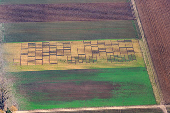 Vue aérienne de Champ avec parcelles pour les plantations d'essai à Altdorf dans le département Rhénanie-Palatinat, Allemagne