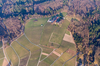 Vue aérienne de Vignobles du domaine viticole de Nägelsförst - Paysage des régions viticoles à le quartier Varnhalt in Baden-Baden dans le département Bade-Wurtemberg, Allemagne