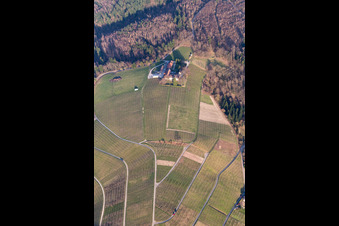 Vue aérienne de Vignobles du domaine viticole de Nägelsförst - Paysage des régions viticoles à le quartier Varnhalt in Baden-Baden dans le département Bade-Wurtemberg, Allemagne