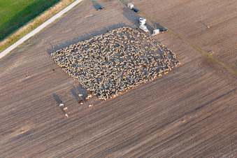 Vue aérienne de Structures d'un champ moissonné avec troupeau de moutons parqués à San Leonardo à Montereale Valcellina dans le département Pordenone, Italie