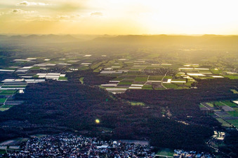 Vue aérienne de Vue de la ville depuis l'est à Harthausen dans le département Rhénanie-Palatinat, Allemagne