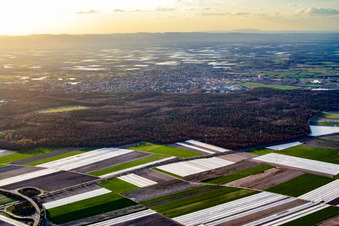 Vue aérienne de Champs de salades et de légumes recouverts de papier d'aluminium à le quartier Rinkenbergerhof in Speyer dans le département Rhénanie-Palatinat, Allemagne
