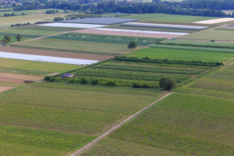 Vue aérienne de Plantation fruitière d'Eier-Meier à le quartier Mühlhofen in Billigheim-Ingenheim dans le département Rhénanie-Palatinat, Allemagne